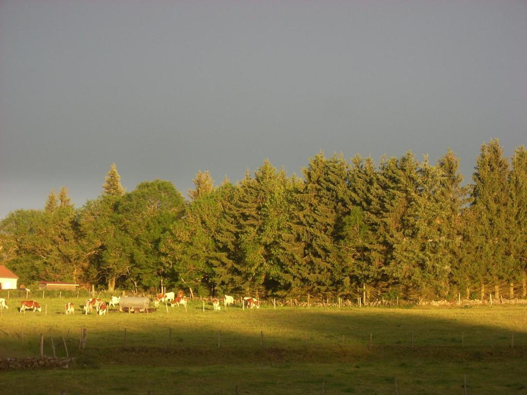 Les Roulottes De La Ferme Des Chanaux Saint-Julien-d'Ance ห้อง รูปภาพ